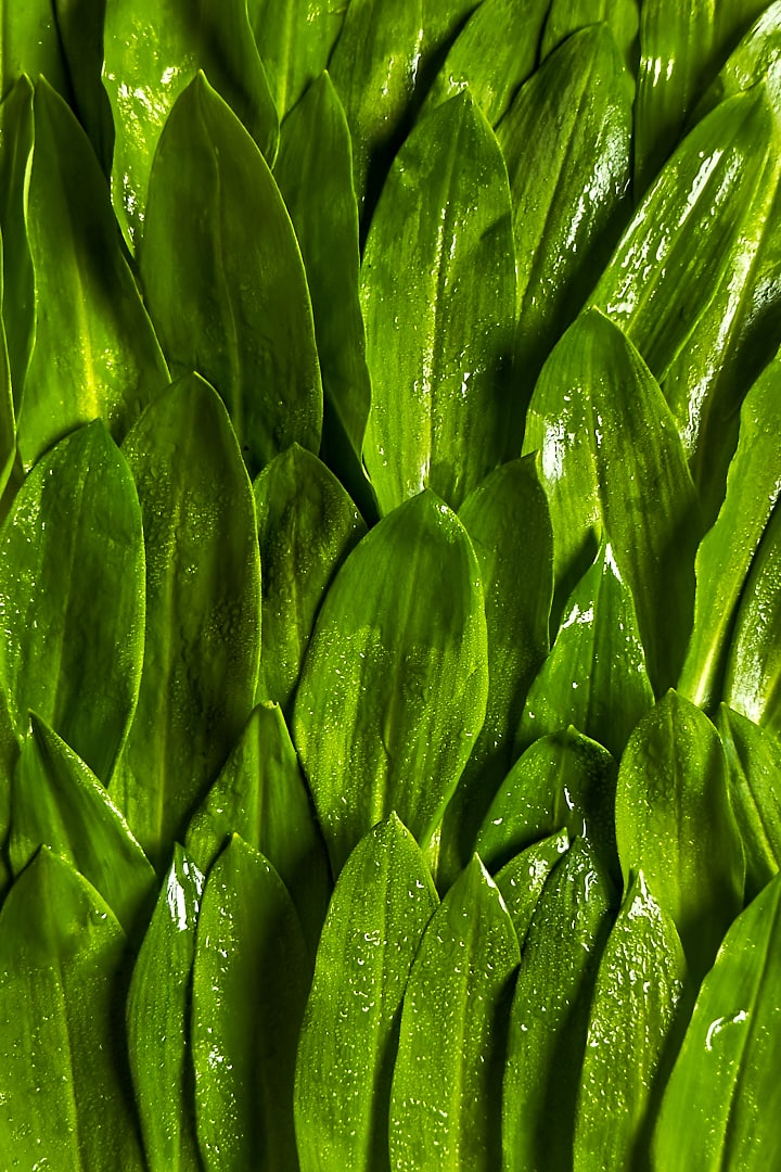 Close up of wild garlic leaves.